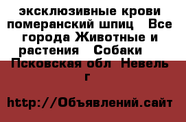 эксклюзивные крови-померанский шпиц - Все города Животные и растения » Собаки   . Псковская обл.,Невель г.